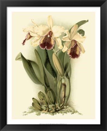 Framed Dramatic Orchid II Print