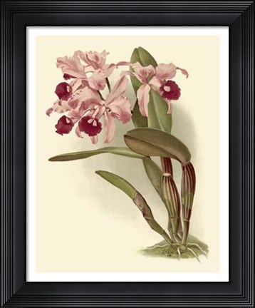 Framed Dramatic Orchid III Print