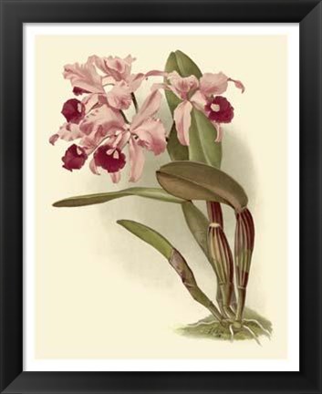 Framed Dramatic Orchid III Print