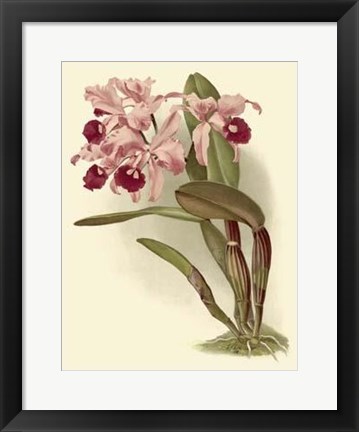 Framed Dramatic Orchid III Print