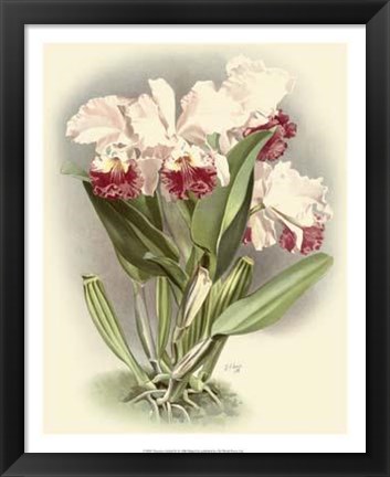 Framed Dramatic Orchid IV Print