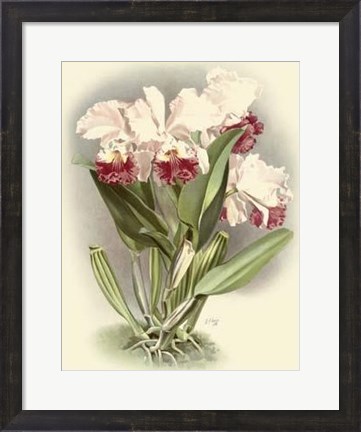 Framed Dramatic Orchid IV Print