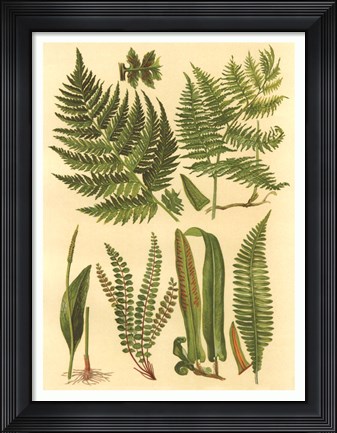 Framed Fern Collection I Print