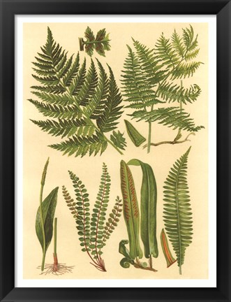 Framed Fern Collection I Print
