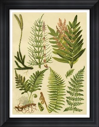 Framed Fern Collection II Print