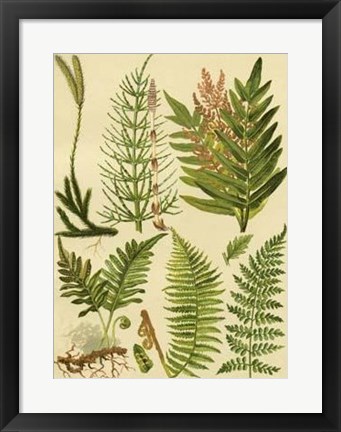 Framed Fern Collection II Print