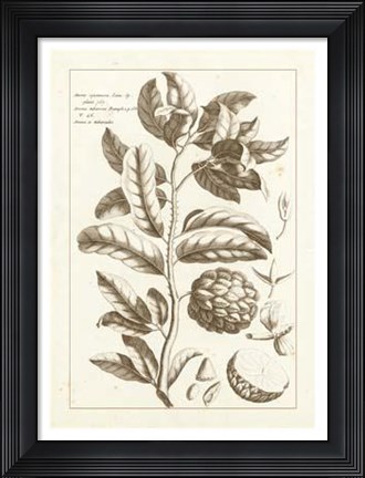 Framed Sepia Buchoz Exotics I Print