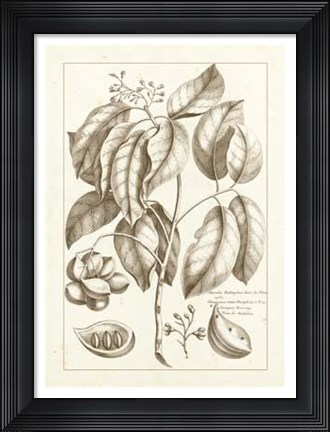 Framed Sepia Buchoz Exotics II Print