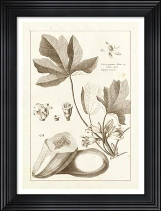Framed Sepia Buchoz Exotics III Print