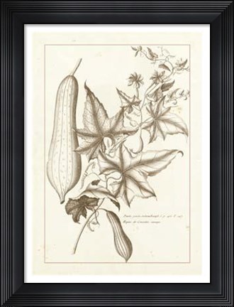 Framed Sepia Buchoz Exotics IV Print