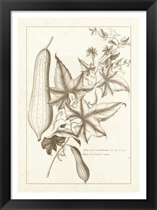 Framed Sepia Buchoz Exotics IV Print