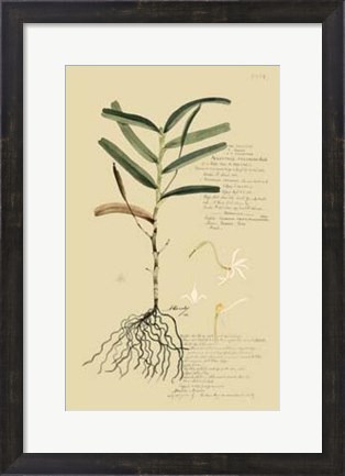 Framed Descubes Tropical Grasses II Print