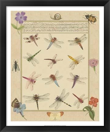 Framed Dragonfly Manuscript II Print