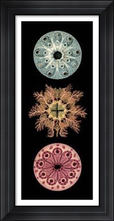 Framed Kaleidoscope Anemone I Print