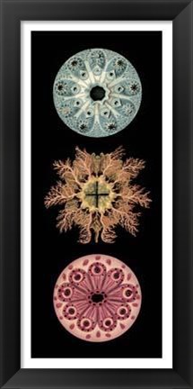 Framed Kaleidoscope Anemone I Print