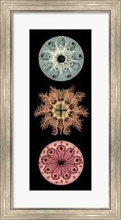 Framed Kaleidoscope Anemone I Print