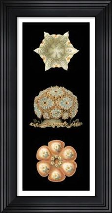 Framed Kaleidoscope Anemone III Print