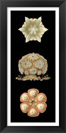 Framed Kaleidoscope Anemone III Print