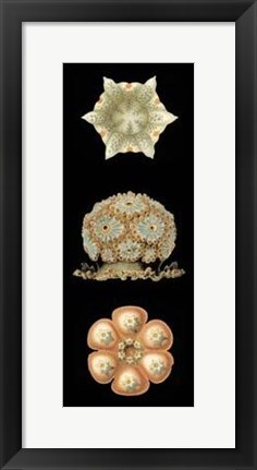 Framed Kaleidoscope Anemone III Print