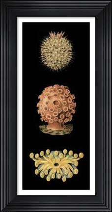Framed Kaleidoscope Anemone IV Print
