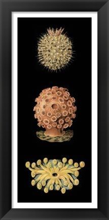 Framed Kaleidoscope Anemone IV Print