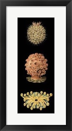 Framed Kaleidoscope Anemone IV Print