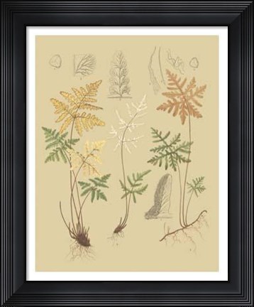 Framed Nature&#39;s Lace I Print