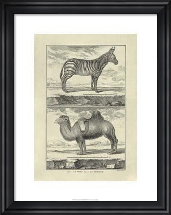 Framed Zebra Camel Print