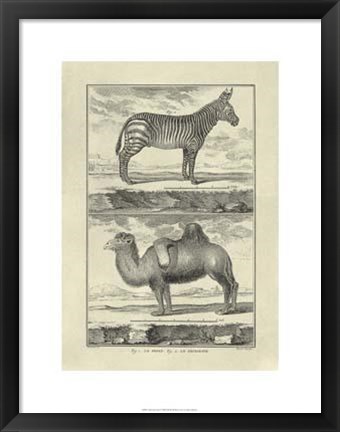 Framed Zebra Camel Print
