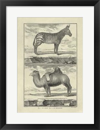 Framed Zebra Camel Print