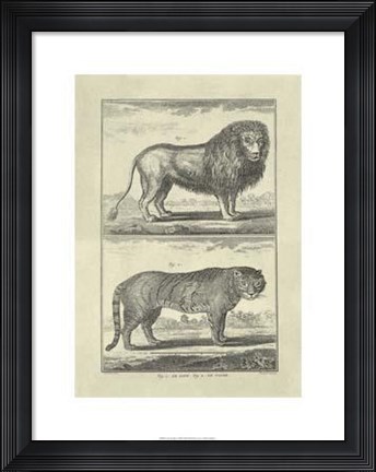 Framed Lion Tiger Print