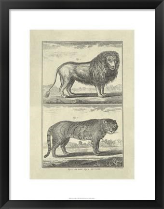 Framed Lion Tiger Print