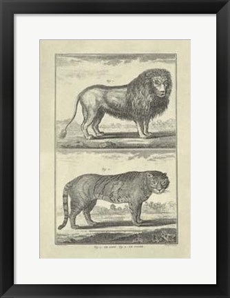 Framed Lion Tiger Print