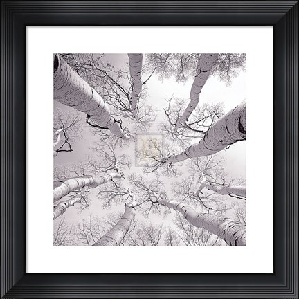 Framed Silver Birch Print