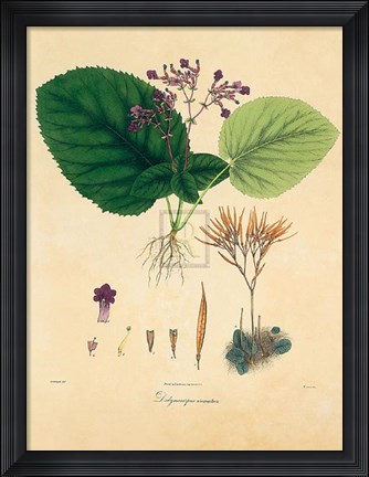 Framed Unpublished East Indian Plants I Print