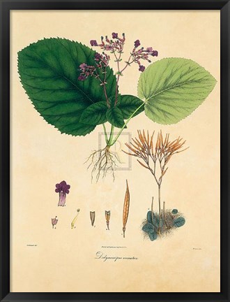 Framed Unpublished East Indian Plants I Print