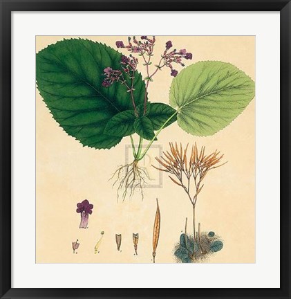 Framed Unpublished East Indian Plants I Print