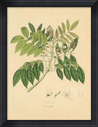 Framed Unpublished East Indian Plants II Print