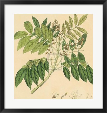 Framed Unpublished East Indian Plants II Print