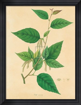 Framed Unpublished East Indian Plants III Print