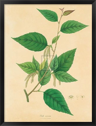 Framed Unpublished East Indian Plants III Print