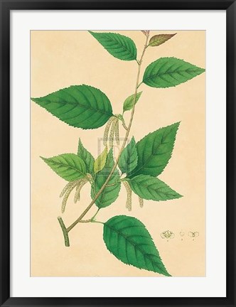 Framed Unpublished East Indian Plants III Print