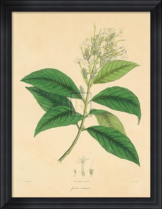 Framed Unpublished East Indian Plants IV Print