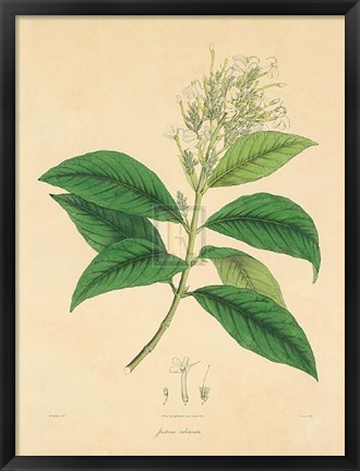 Framed Unpublished East Indian Plants IV Print