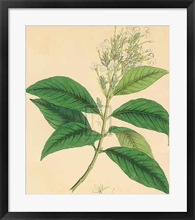 Framed Unpublished East Indian Plants IV Print
