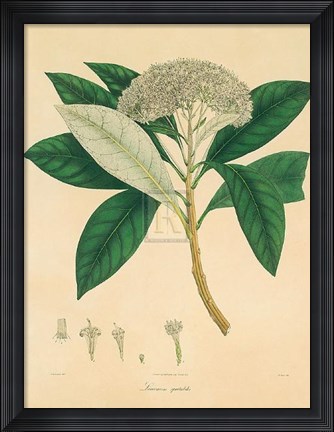 Framed Unpublished East Indian Plants V Print