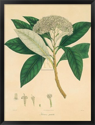 Framed Unpublished East Indian Plants V Print