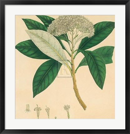 Framed Unpublished East Indian Plants V Print