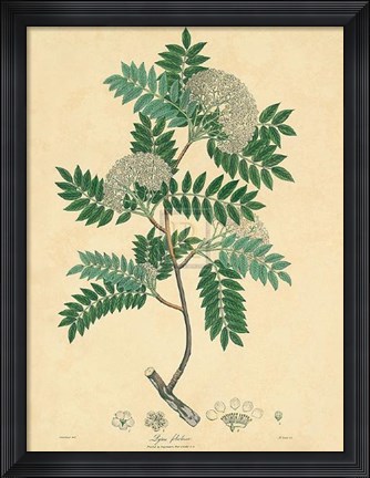 Framed Unpublished East Indian Plants VI Print