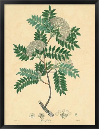 Framed Unpublished East Indian Plants VI Print